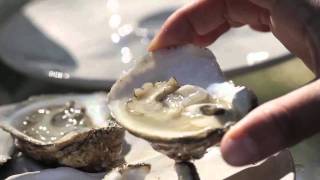 Oysters with Karen Rivara [upl. by Arber]