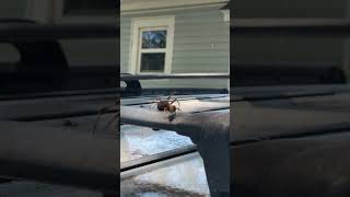 Spider VS Wasp Victory Dance [upl. by Eissahc]