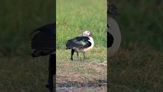 Knobbilled Duck viralreels viralshorts viralvideos birding naturelovers birds birdwatching [upl. by Ynove151]