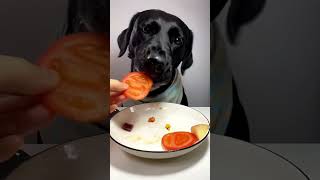 best dog food fooddog fooddogbest bestdogfood foryou trendingshorts [upl. by Naryk86]