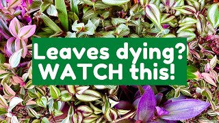 Why The Leaves On Your Tradescantia Are Dying  Tradescantia Care Guide [upl. by Iow]