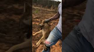 Live Market coyote trapping trapper [upl. by Nerfe224]