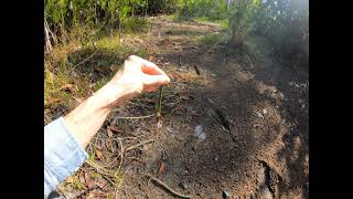 Red Mangrove Rhizophora mangle [upl. by Winola730]