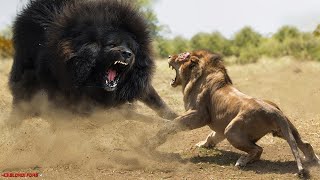 Top 10 Strongest Animals That The Lion Never Want to Meet  Blondi Foks [upl. by Crin]