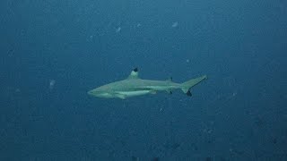 Maledives Kurumbaa House Reef Dive Blacktip Shark [upl. by Nnyledam939]