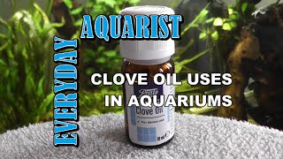 How To Anaesthetize and Euthanize Fish Humanely With Clove Oil [upl. by Halle]