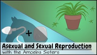 Asexual and Sexual Reproduction [upl. by Enirroc]