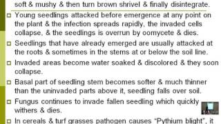 Lecture 13  Disease Ccaused By Oomycetes  Dr Rana Samara [upl. by Lotsyrc]