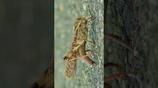 A Large Locust Preparing to Lay Eggs Wincent JHnHD wildlife nature insects [upl. by Zetneuq]