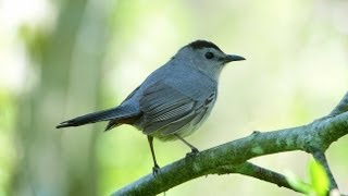 Gray Catbird [upl. by Beffrey]