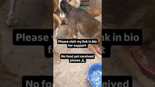 Urgent donations needed please for dogs treatment please 🙏🙏donatetoday animallovers [upl. by Hamon763]