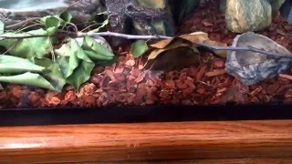 Care video for anoles and long tailed lizards [upl. by Drofliw852]