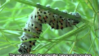 Tachinidae  Buquetia musca parasitizes a caterpillar of Papilio machaon [upl. by Nica630]