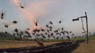 Catching Ducks with a Rocket Net [upl. by Enalda]