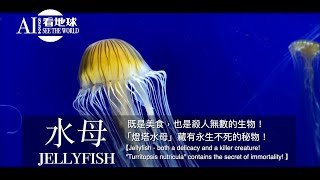 【Jellyfish  quotTurritopsis nutriculaquot contains the secret of immortality】 [upl. by Llenreb]