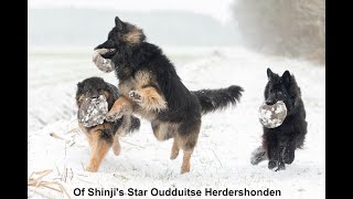 oudduitse herders of Shinji Star in de sneeuw [upl. by Annabella647]