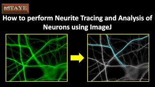 How to perform Neurite Tracing and Analysis of Neurons using ImageJ [upl. by Tasia9]