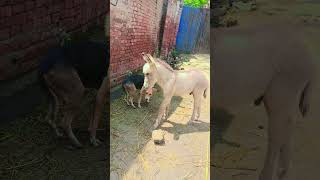 dog and donkey are friends shortsfeed funny bestamazingfunny [upl. by Eugen]