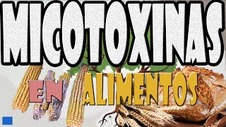 Micotoxinas en alimentos [upl. by Cirdes582]