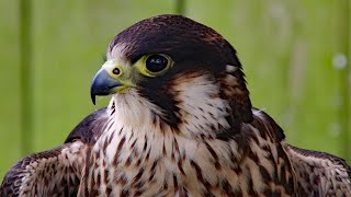 Peregrine Falcon Sounds  Peregrine Falcon Sound Effects  Peregrine Falcon Calls  Falcon Noises [upl. by Aical663]