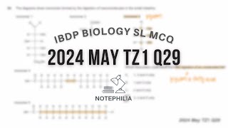 IB Biology SL 2024 May TZ1 Paper 1 Q29 [upl. by Fosque]