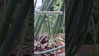 Grow Alliums in containers youtubeshorts short farming food home viral kitchen diy asmr [upl. by Barna651]