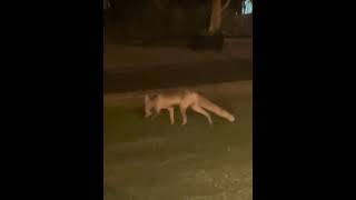 Last night fox in hamriyah port cutecat [upl. by Aneert]