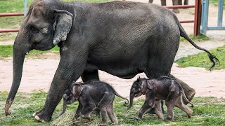 Veterinarian details historic twin elephant birth at Syracuse zoo [upl. by Aubry897]