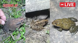 🐸👌Boing boing Look Catch big froggy funny funny sorts food [upl. by Siddon]