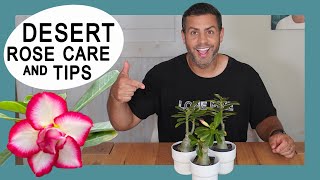 Houseplant Trends 2021 Desert Rose Adenium Obesum Crucial Care Tips and More DesertRose [upl. by Ferri]