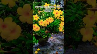 Allamanda plant care tips dwarf allarmanda की देखभाल flowering secret summer flowering plant [upl. by Arytal]