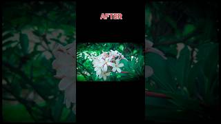 lightroom editing [upl. by Nicholl]