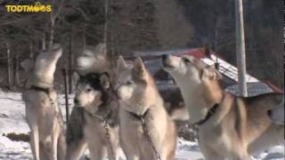 TodtmoosSchwarzwald SchlittenhundeTraining [upl. by Solakcin]