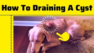 How To Draining And Remove a Cyst On a Dogs By a Nurse Practitioner 2023 [upl. by Leiahtan736]