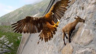 15 Most Deadly Eagle Attacks In The World [upl. by Skerl]