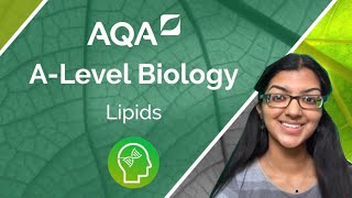 AQA A Level Biology Lipids [upl. by Cini]