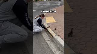 Mujer Salva a Patos en la Carretera shorts [upl. by Hild]