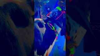 Cattle Age identification by teeth animals ytshorts viralshort viralvideo cow age cattle [upl. by Asikal]