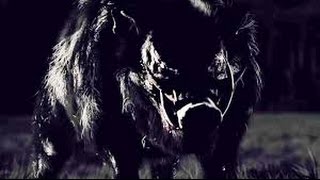 BOAR Bande Annonce VOSTFR  Horreur  Sanglier  2016 [upl. by Hamal216]