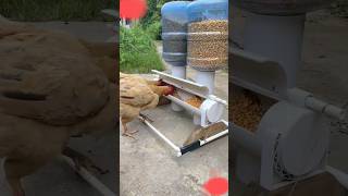 DIY Autocratic Chicken Feeder 0008 backyardchickens [upl. by Heeley52]