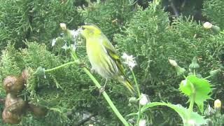 Čižak  Carduelis spinus  Siskin  birds of Croatia [upl. by Maze]