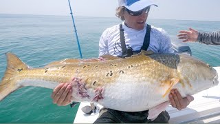 SIGHT FISHING GIANT SCHOOLS Of Bull Redfish on TOPWATER LURES [upl. by Monica272]