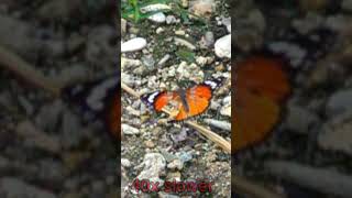 🦋 Danaid eggfly female 40x slow mo [upl. by Yessydo]