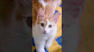 Largest Cats in the world 🥰🥰 youtubeshorts shorts [upl. by Kesia]