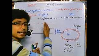 Penicillin mode of action cell wall biosynthesis inhibitors [upl. by Otti160]