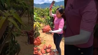 Lots of ripe mangoes 🥭🥭 and harvesting sweet mango from farm shorts harvest youtubeshorts [upl. by Netsew327]