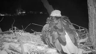 Decorah Eagles Mom Labouring and Lays Her First Egg 22219 [upl. by Ilrebma]