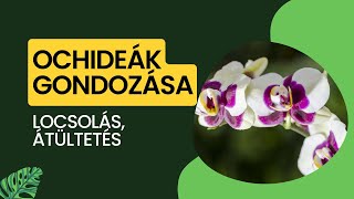 Orchidea gondozása átültetése és locsolása  LetsLeaf Oázis [upl. by Mcclelland]