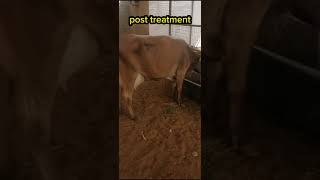 Ketosis in cattle before and after treatment [upl. by Latricia457]