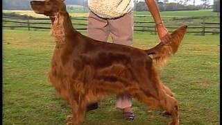 Setter Overview  AKC Dog Breed Series [upl. by Gowrie357]